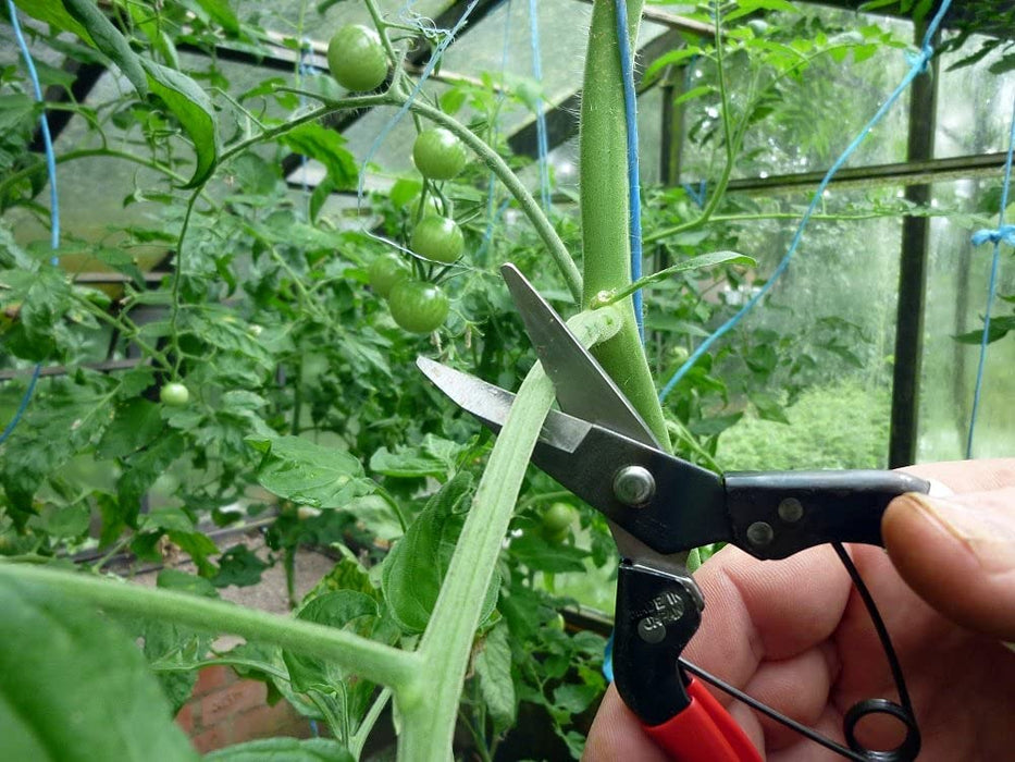 Okatsune 180mm Fruit Thinning Scissors No.307B for Precise Pruning