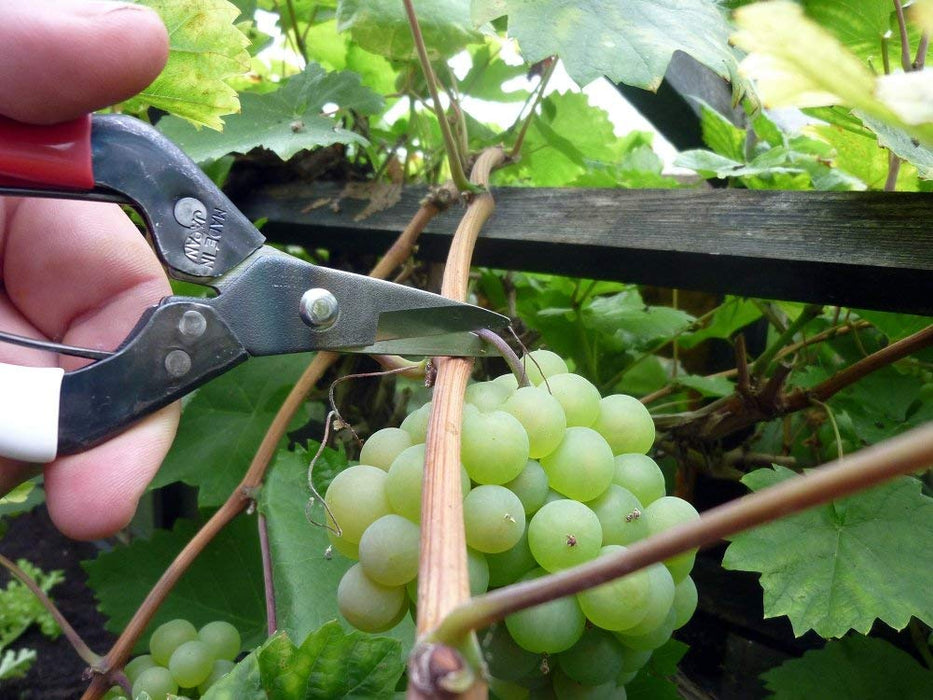 Okatsune 180mm Fruit Thinning Scissors No.307B for Precise Pruning