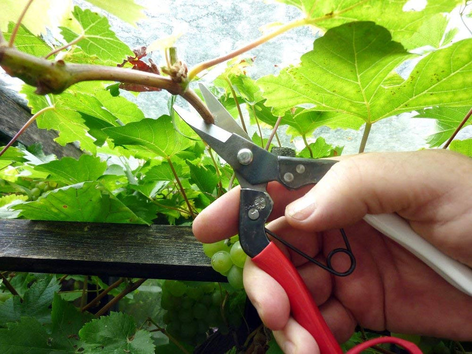 Okatsune 180mm Fruit Thinning Scissors No.307B for Precise Pruning
