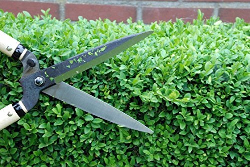 Okatsune Type 55 Hedge Shears Precision-Ground Blades Quality Pruning Tool
