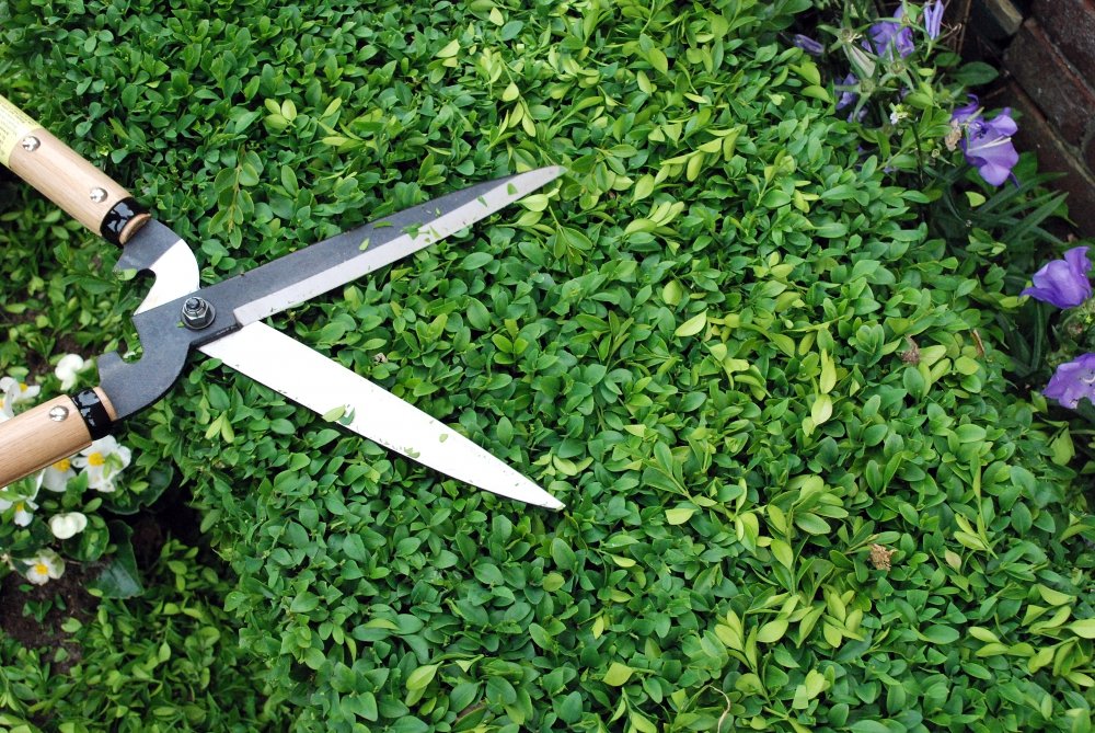 Okatsune Hedge Shears Type 65 Short Handle Model No 231 Durable Clippers