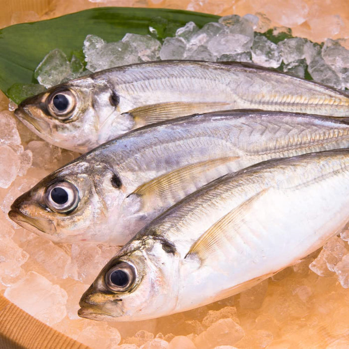 Pearl Metal 105mm Horse Mackerel Cutting Knife Shunro Model F2406-Kiichin - The #1 Place for Japanese Goods in Your Hand!